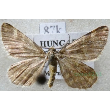 Narraga fasciolaria (Hufnagel, 1767) Witalnik byliczak Hungaria87k